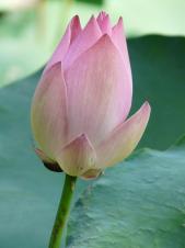 Lotus lotus blossom flower